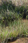 Pine barren sedge